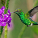 Red-billed Emerald - Photo (c) David Monroy R, some rights reserved (CC BY-NC), uploaded by David Monroy R