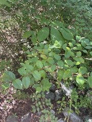 Lonicera fragrantissima