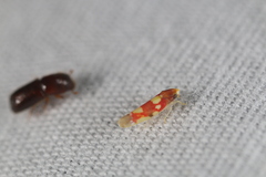 Erythroneura elegans