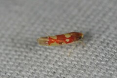 Erythroneura elegans