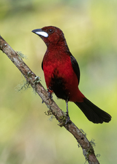 Ramphocelus dimidiatus