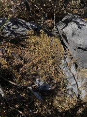 Homalothecium aureum