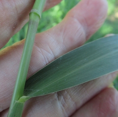 Setaria scheelei