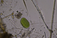 Pseudopediastrum boryanum