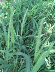 Setaria scheelei