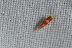 Erythroneura elegans