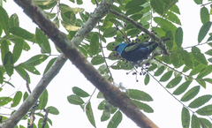 Stilpnia cyanicollis