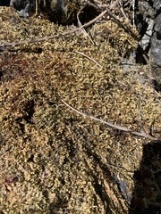 Homalothecium aureum