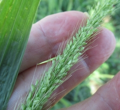 Setaria scheelei