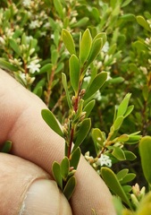 Styphelia mutica