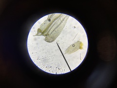 Homalothecium aureum