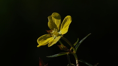 Ludwigia octovalvis