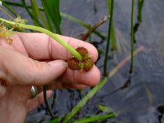 Sagittaria rigida