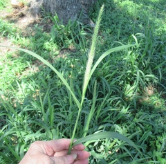 Setaria scheelei