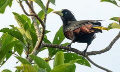 Psarocolius decumanus