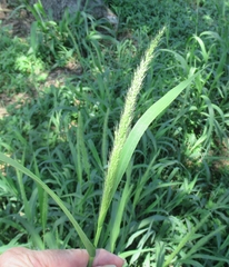 Setaria scheelei