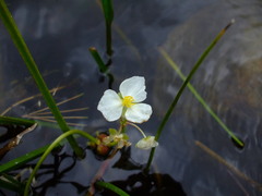 Sagittaria rigida