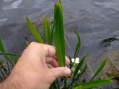 Sagittaria rigida
