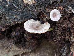 Bolbitius reticulatus