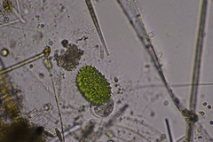 Pseudopediastrum boryanum