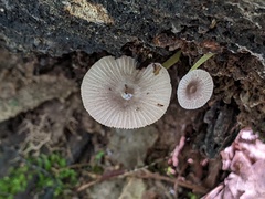 Bolbitius reticulatus
