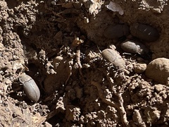 Gonocephalum adpressiforme