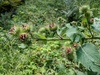 Northern Burdock - Photo (c) Franco Folini, some rights reserved (CC BY), uploaded by Franco Folini