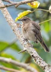 Turdus ignobilis