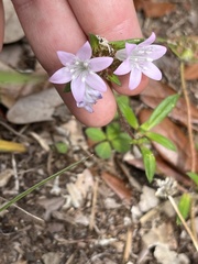 Richardia grandiflora