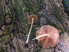 Bolbitius reticulatus