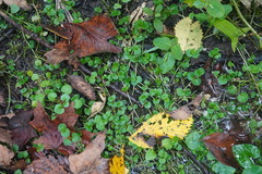 Chrysosplenium americanum