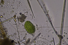 Pseudopediastrum boryanum