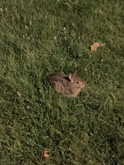 Sylvilagus floridanus