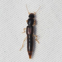 Pinophilus