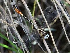 Erpetogomphus compositus