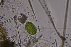 Pseudopediastrum boryanum