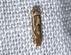 Philonome clemensella