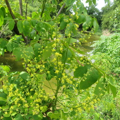Koelreuteria paniculata