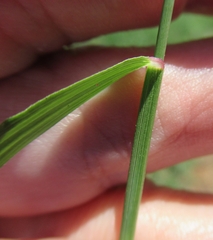 Tridens albescens