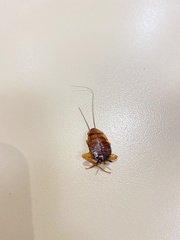 Blattoidae