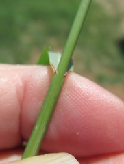 Tridens albescens