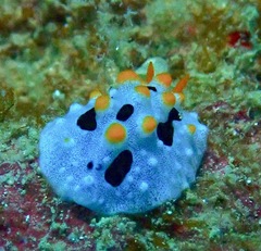 Phyllidia coelestis