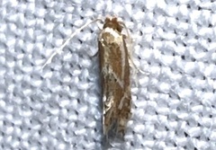 Philonome clemensella