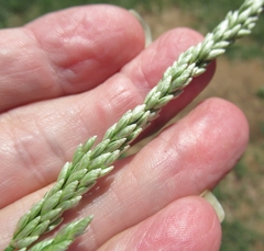 Tridens albescens