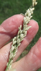 Tridens albescens