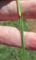 Tridens albescens