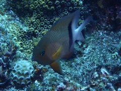 Plectroglyphidodon dickii