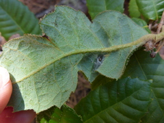 Aceria mackiei