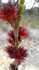 Allocasuarina verticillata