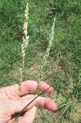 Tridens albescens
